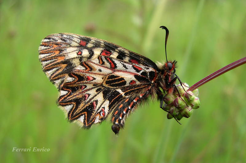 Zerinthia cassandra